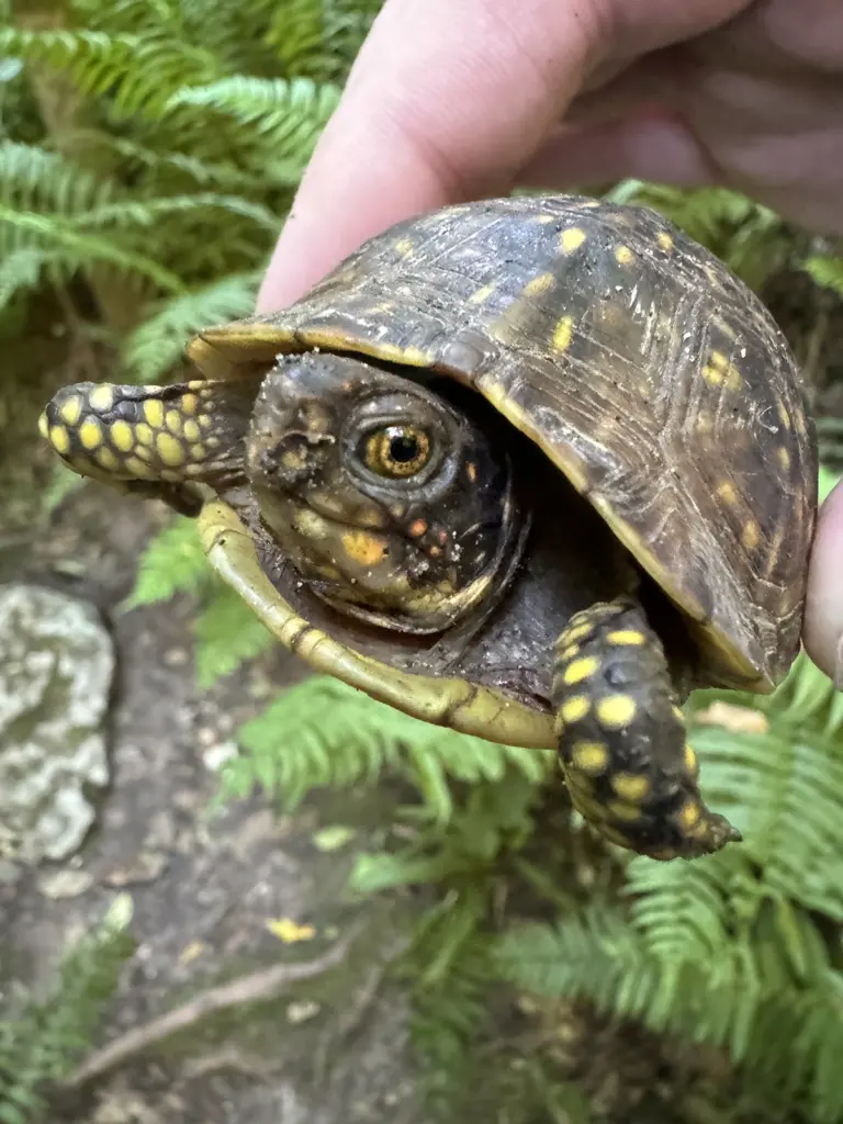 Indian Creek Trail Wildlife